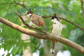 Red-whiskered Bulbul タイポカウ Tue, 4/30/2024