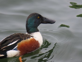 Northern Shoveler 勅使池(豊明市) Sat, 4/20/2024