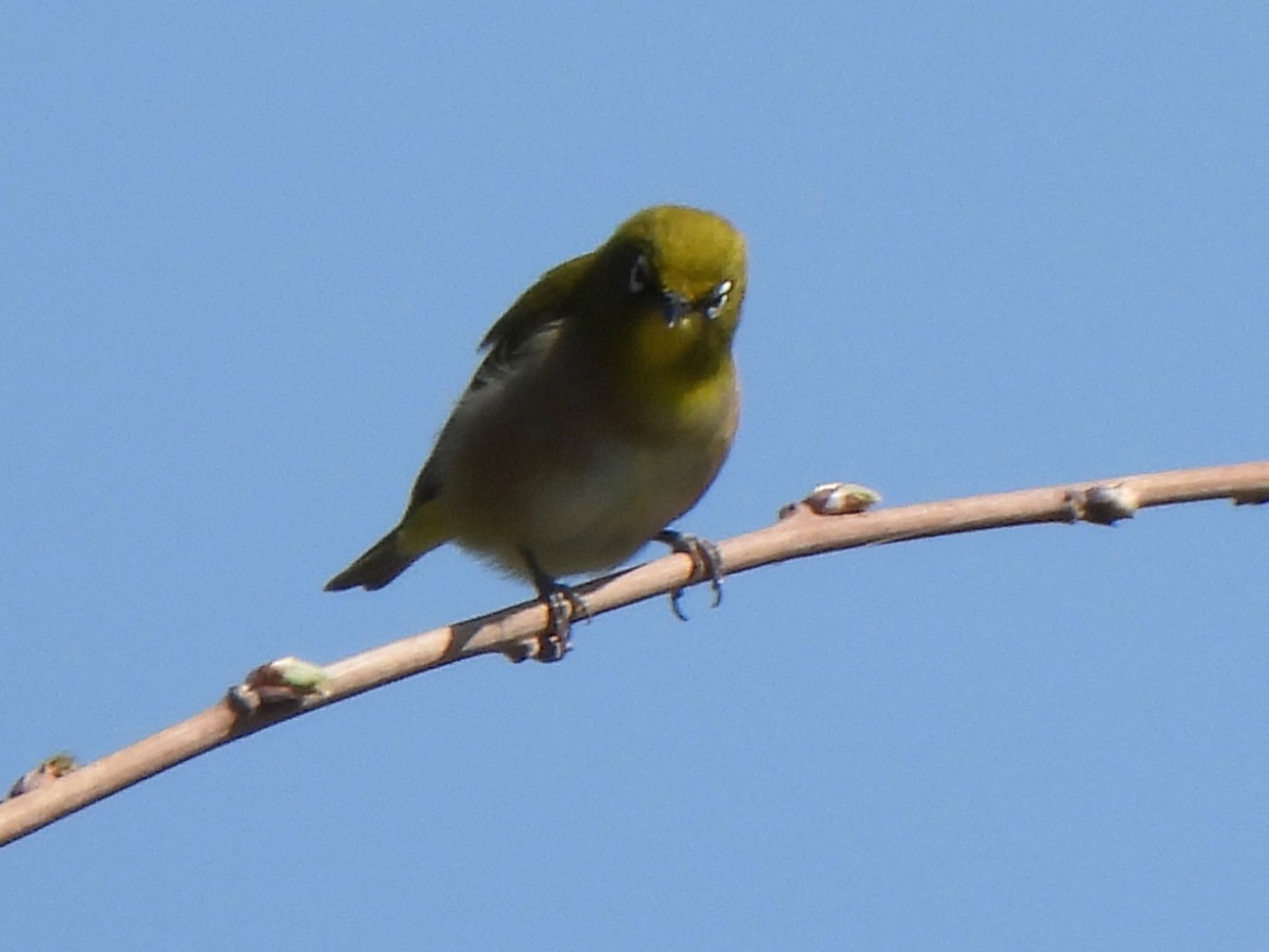 Photo of Warbling White-eye at 吐竜の滝 by ツピ太郎