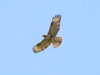 Eastern Buzzard 吐竜の滝 Sat, 5/4/2024