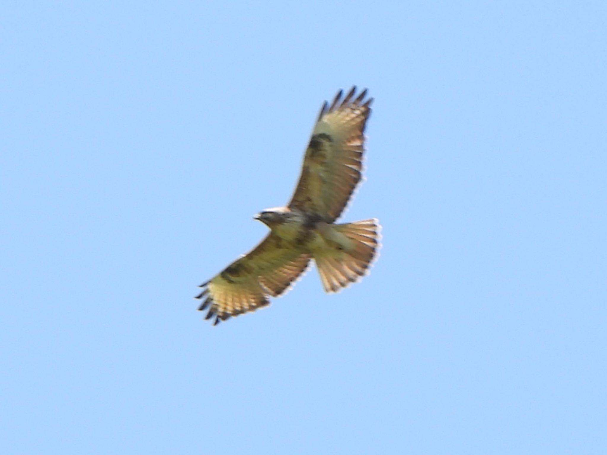 Photo of Eastern Buzzard at 吐竜の滝 by ツピ太郎