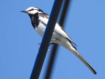 White Wagtail 吐竜の滝 Sat, 5/4/2024