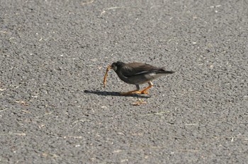 White-cheeked Starling 千城台野鳥観察園 Fri, 5/3/2024