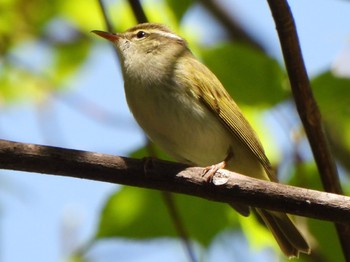 Eastern Crowned Warbler 吐竜の滝 Sat, 5/4/2024