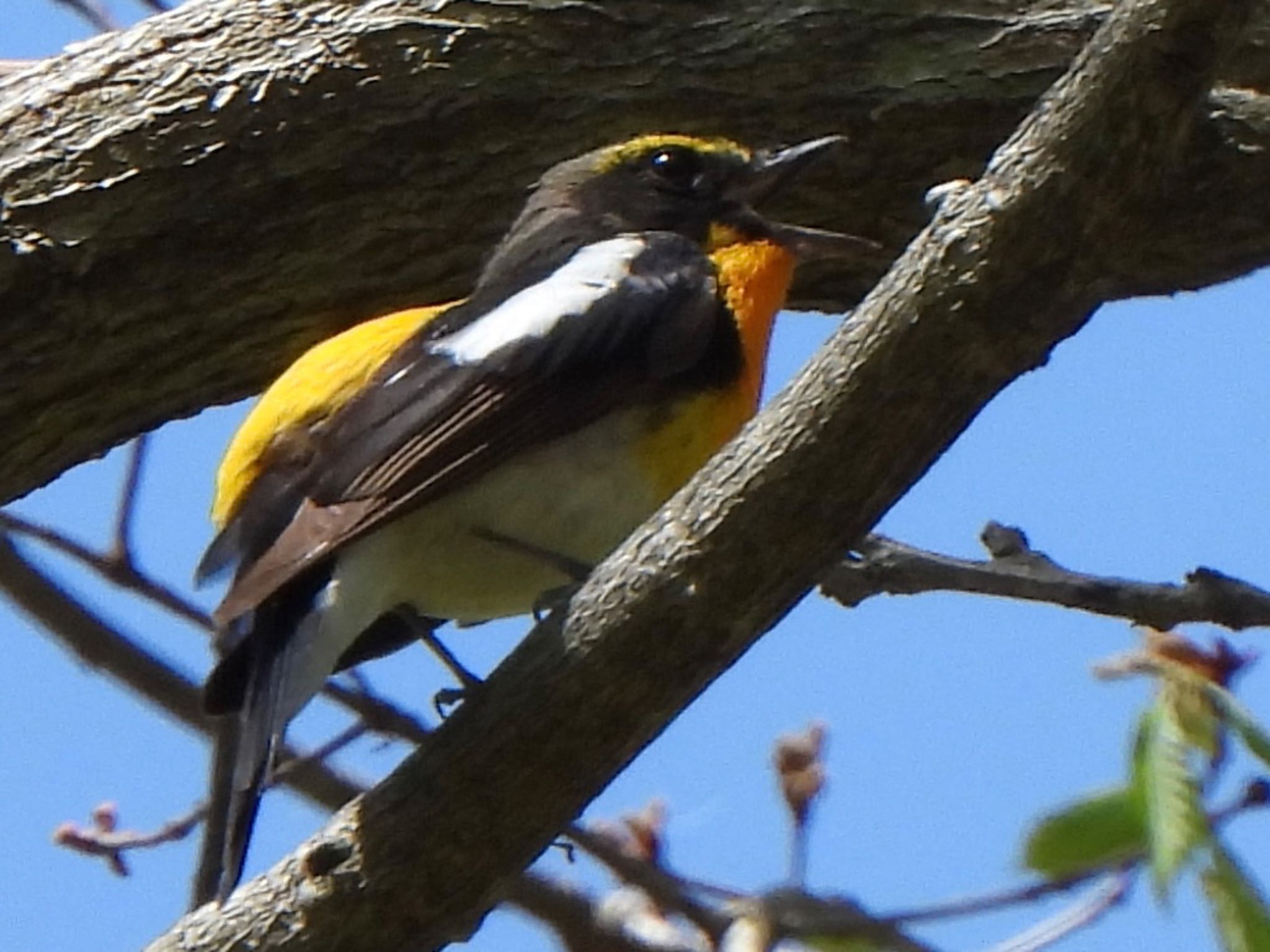 Photo of Narcissus Flycatcher at 吐竜の滝 by ツピ太郎