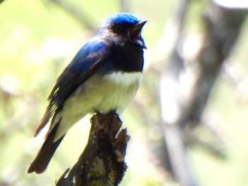 Blue-and-white Flycatcher 吐竜の滝 Sat, 5/4/2024