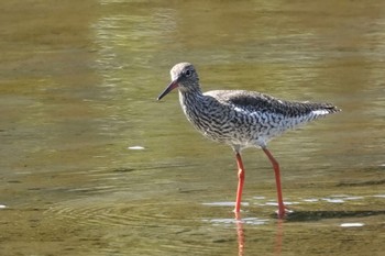 アカアシシギ 葛西臨海公園 2024年5月3日(金)