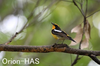 Narcissus Flycatcher 東京都多摩地域 Fri, 4/26/2024