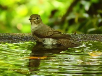 Asian Brown Flycatcher 権現山(弘法山公園) Fri, 5/3/2024