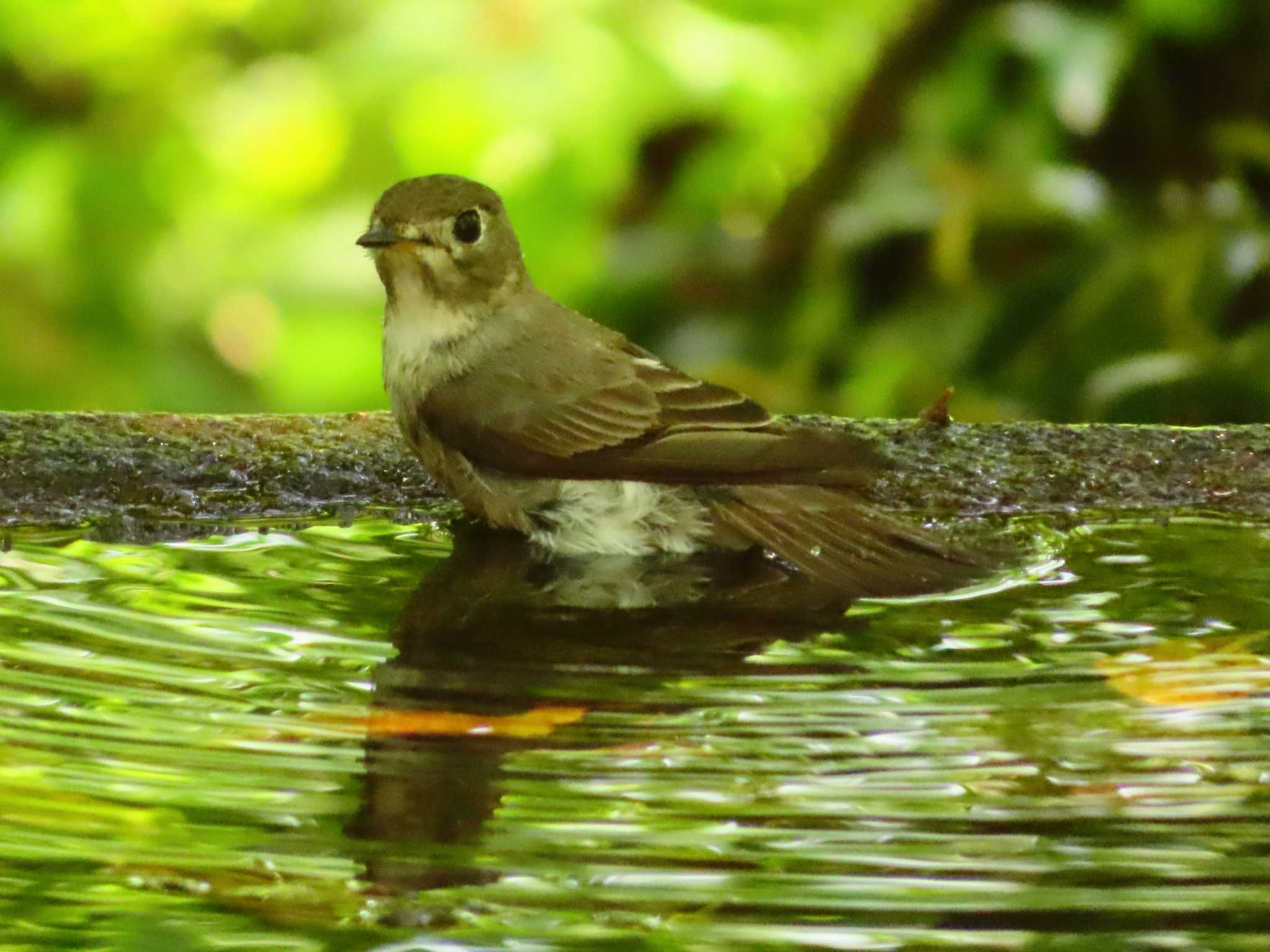 Asian Brown Flycatcher