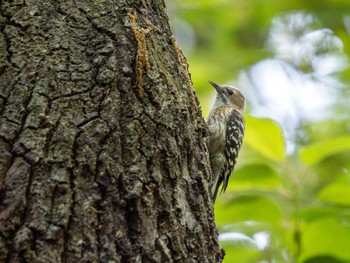 Japanese Pygmy Woodpecker 高崎自然の森 Sat, 5/4/2024