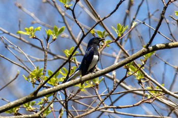 Blue-and-white Flycatcher Karuizawa wild bird forest Sun, 4/28/2024