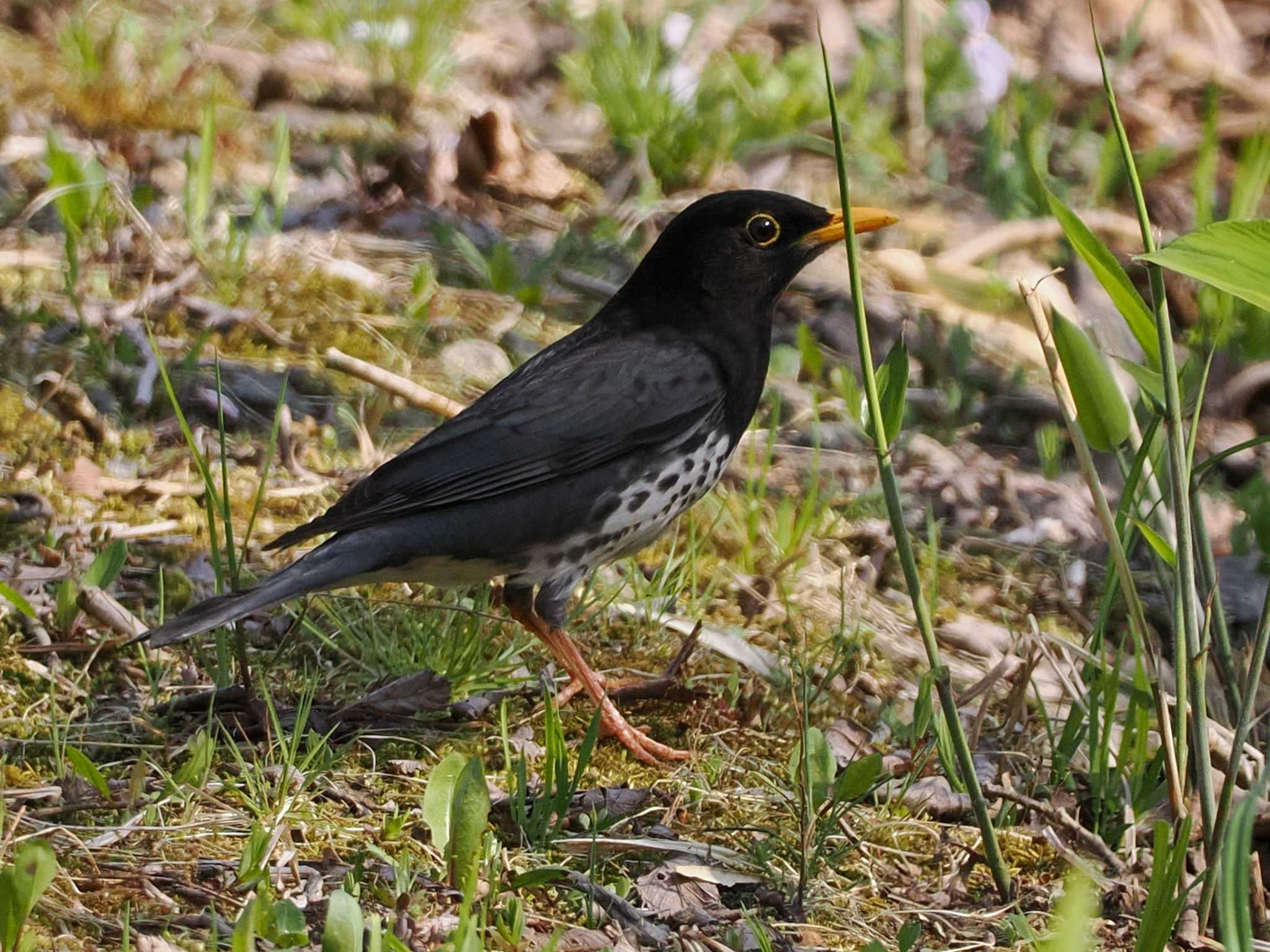 Photo of Japanese Thrush at ポロト湖(ポロトの森) by 98_Ark (98ｱｰｸ)