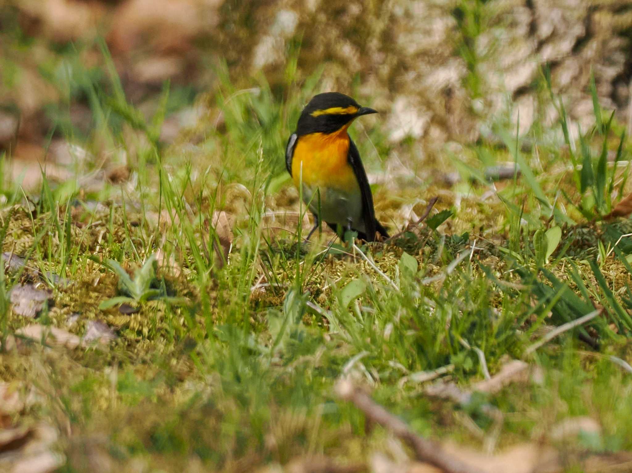 Narcissus Flycatcher