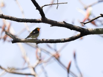 Narcissus Flycatcher ポロト湖(ポロトの森) Sat, 5/4/2024