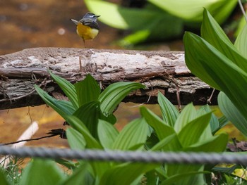 Grey Wagtail ポロト湖(ポロトの森) Sat, 5/4/2024