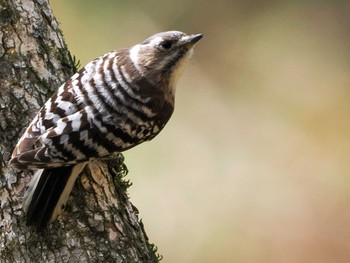 Japanese Pygmy Woodpecker(seebohmi) ポロト湖(ポロトの森) Sat, 5/4/2024