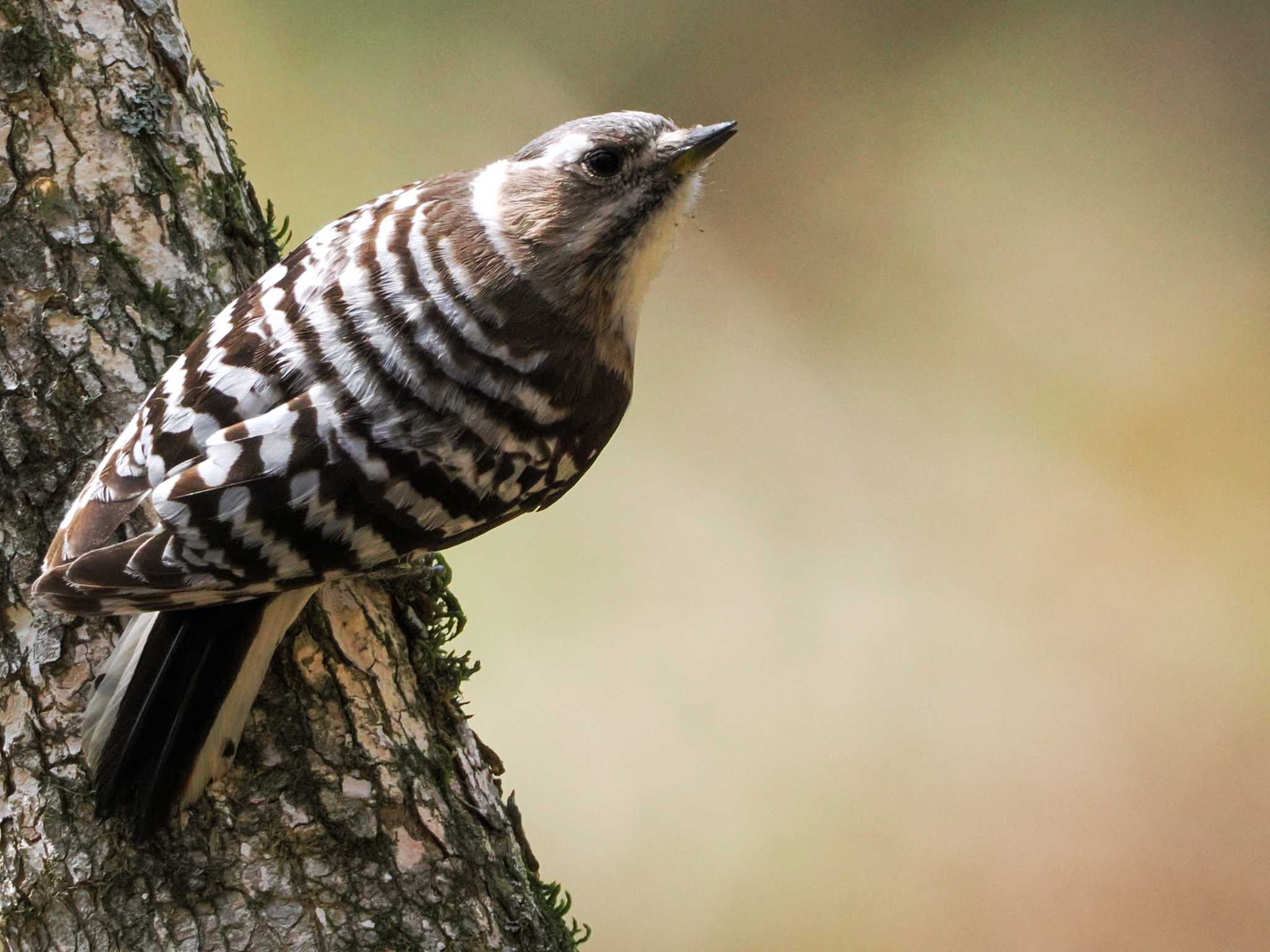 Japanese Pygmy Woodpecker(seebohmi)