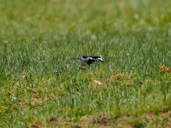 White Wagtail ポロト湖(ポロトの森) Sat, 5/4/2024