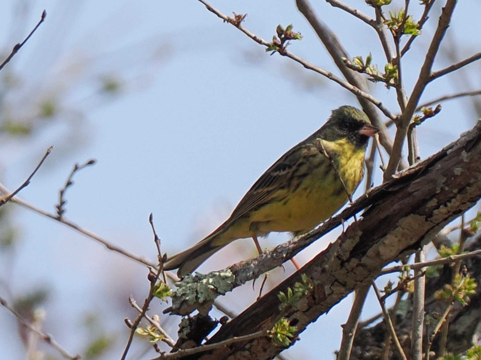 Photo of Masked Bunting at ポロト湖(ポロトの森) by 98_Ark (98ｱｰｸ)