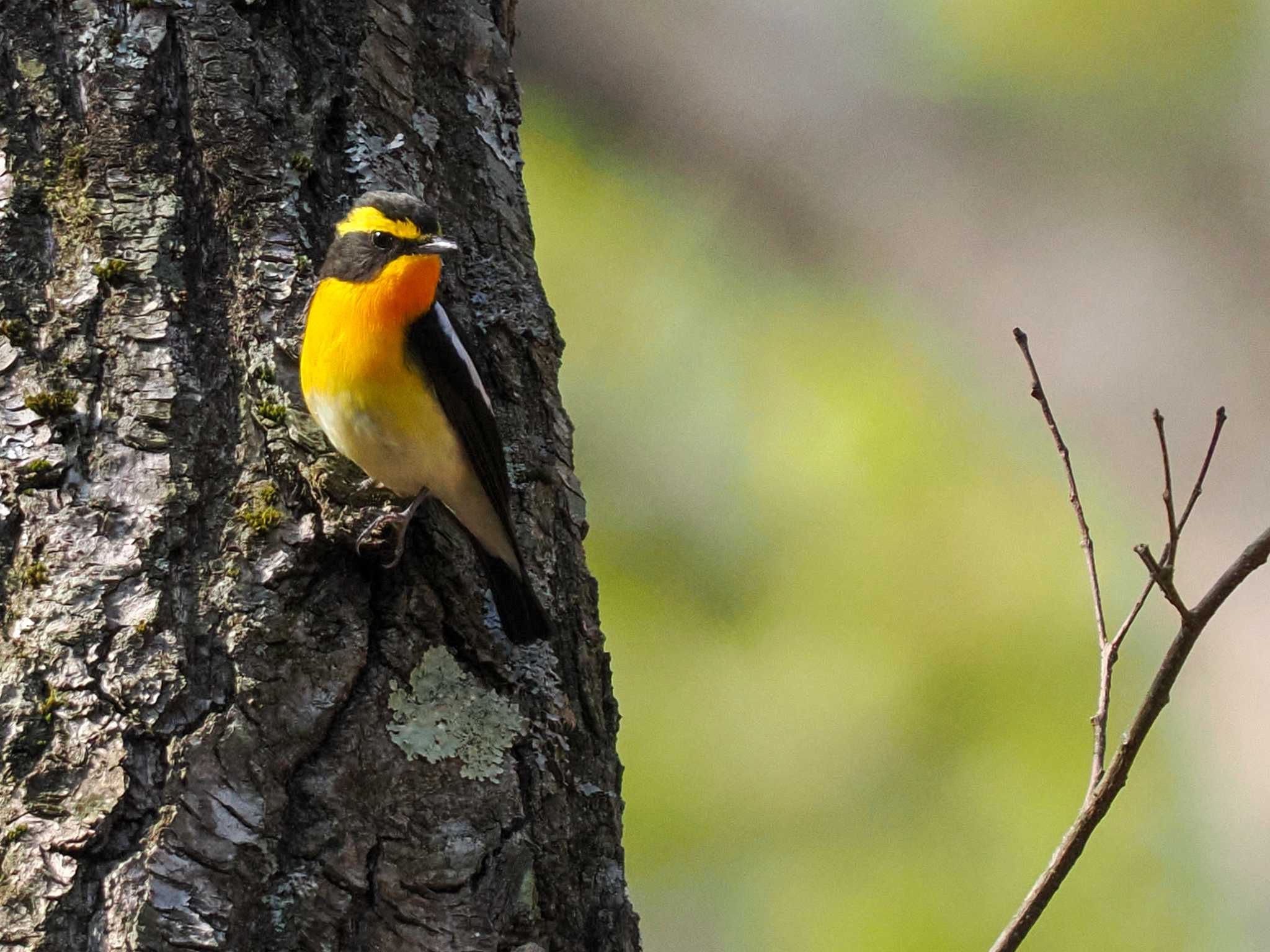 Narcissus Flycatcher