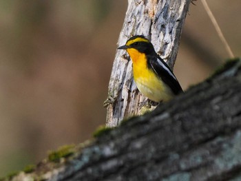 Narcissus Flycatcher ポロト湖(ポロトの森) Sat, 5/4/2024