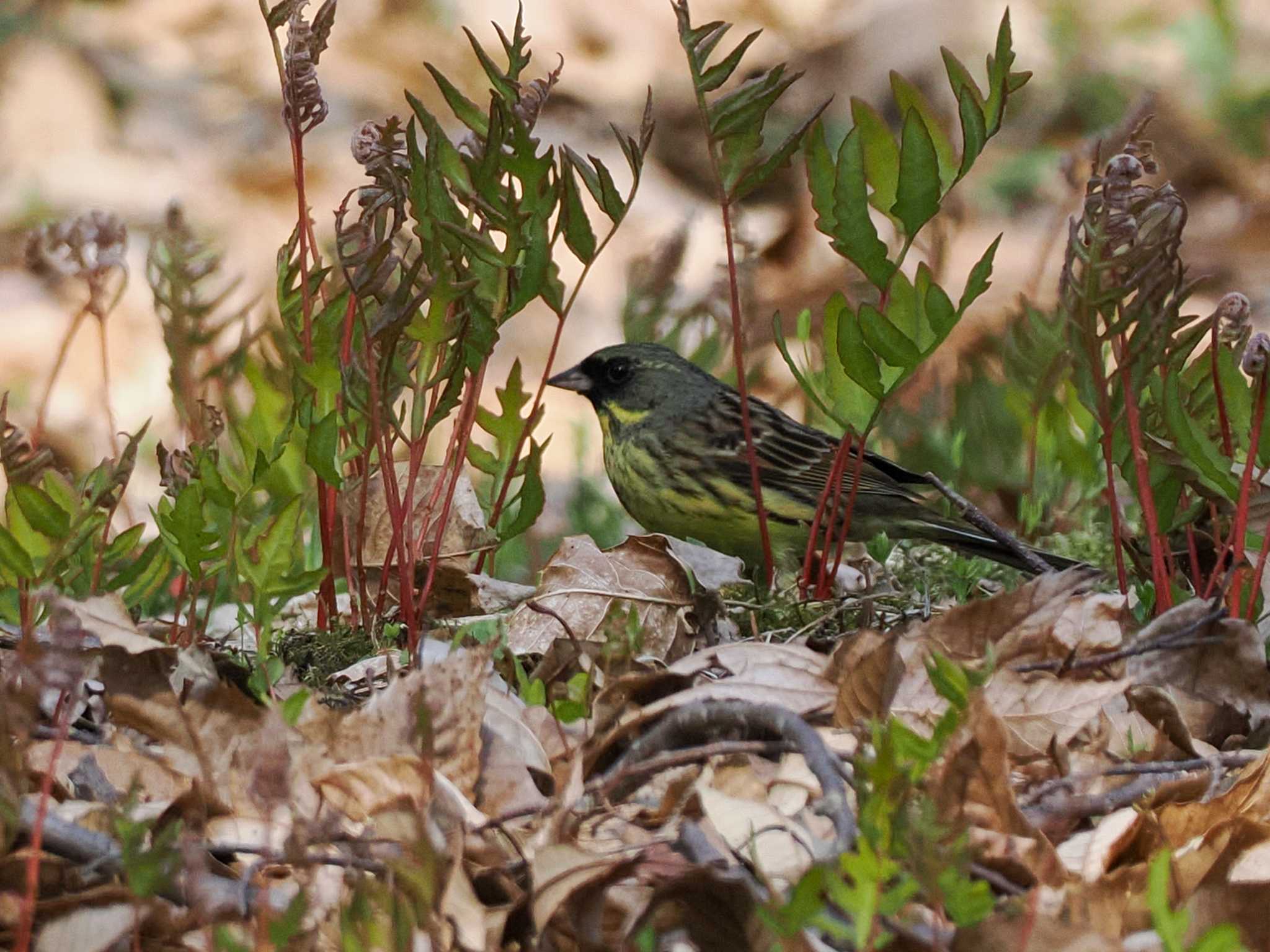 Masked Bunting