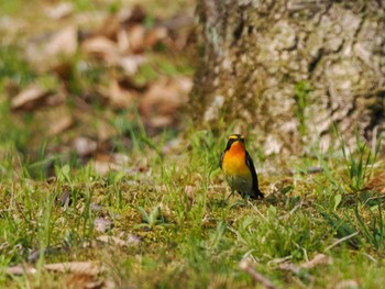 Narcissus Flycatcher ポロト湖(ポロトの森) Sat, 5/4/2024