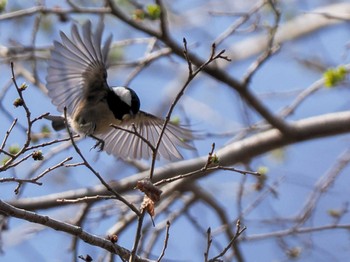 Coal Tit ポロト湖(ポロトの森) Sat, 5/4/2024