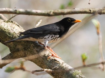 2024年5月4日(土) ポロト湖(ポロトの森)の野鳥観察記録