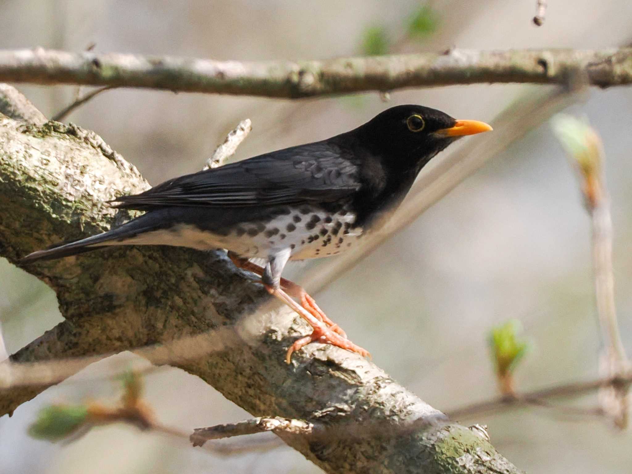 Japanese Thrush