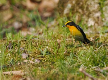 Narcissus Flycatcher ポロト湖(ポロトの森) Sat, 5/4/2024