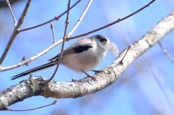 Long-tailed Tit Senjogahara Marshland Thu, 5/2/2024