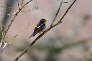 2024年5月2日(木) 戦場ヶ原の野鳥観察記録