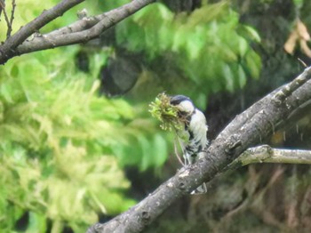 Wed, 5/1/2024 Birding report at Hama-rikyu Gardens