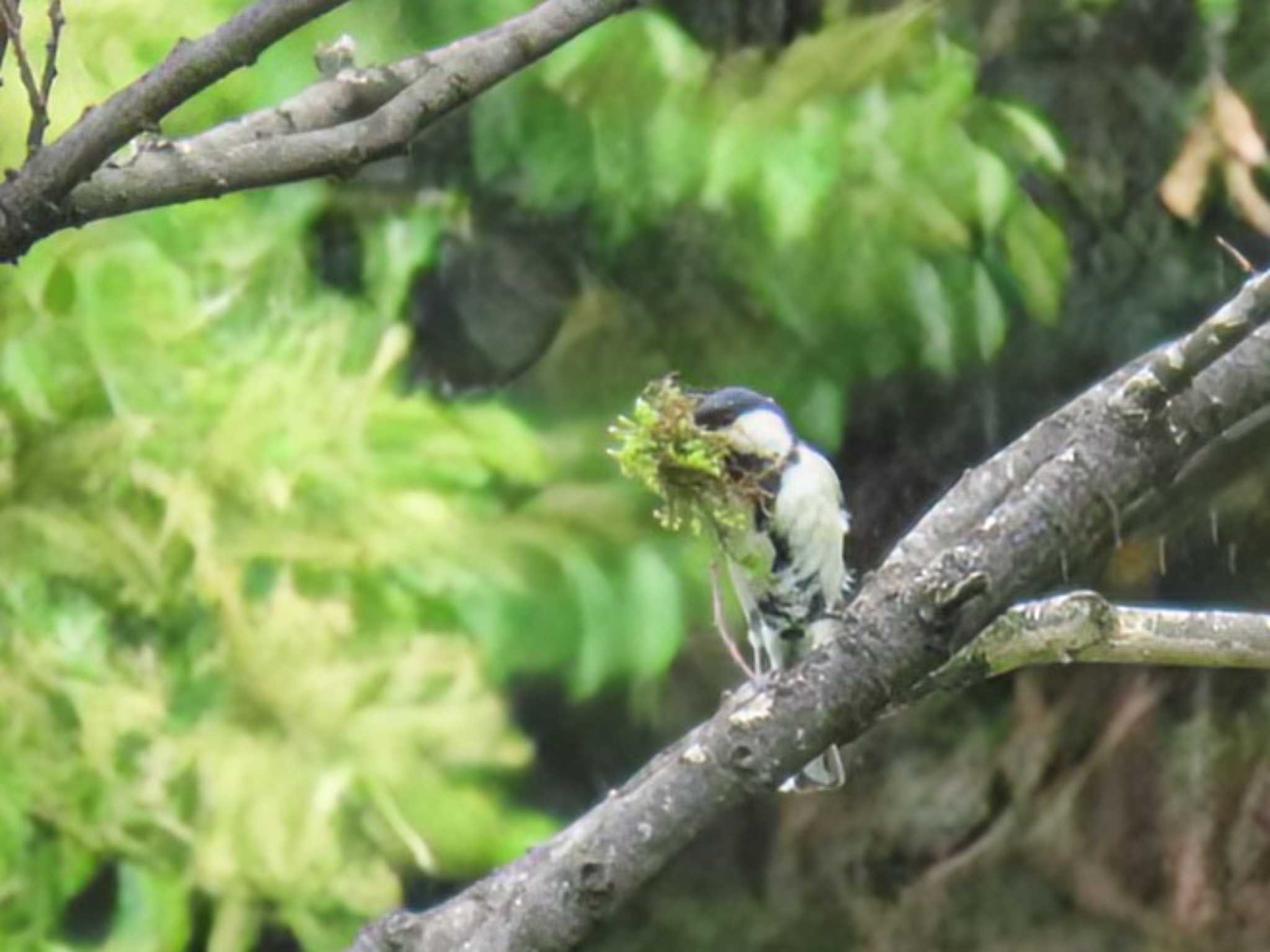 Photo of Japanese Tit at Hama-rikyu Gardens by れもん