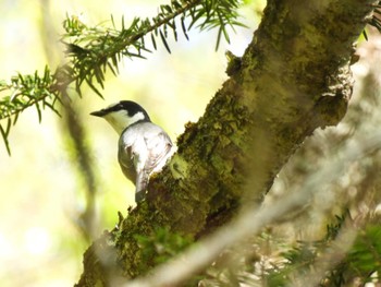 Ashy Minivet 段戸裏谷 Sat, 5/4/2024