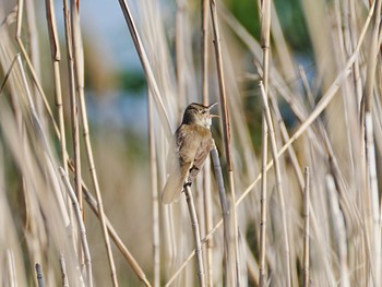 Oriental Reed Warbler ふれあい松戸川 Sat, 5/4/2024