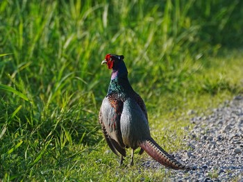 Green Pheasant ふれあい松戸川 Sat, 5/4/2024