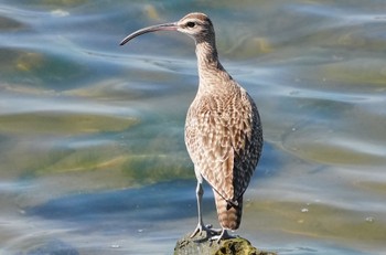 2024年5月4日(土) 大和川の野鳥観察記録