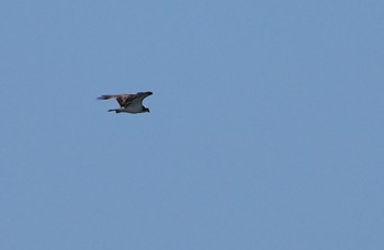 Osprey 大和川 Sat, 5/4/2024