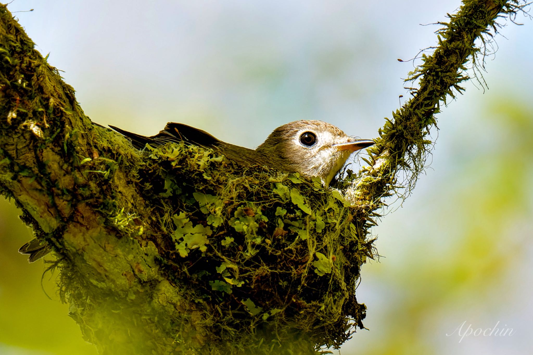 Photo of Asian Brown Flycatcher at 西臼塚 by アポちん
