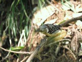 Japanese Pygmy Woodpecker Yatoyama Park Sat, 5/4/2024