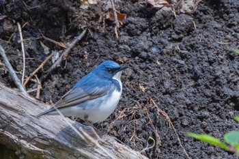 Siberian Blue Robin Karuizawa wild bird forest Sun, 4/28/2024