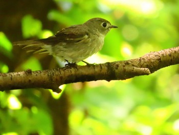 Asian Brown Flycatcher 権現山(弘法山公園) Fri, 5/3/2024