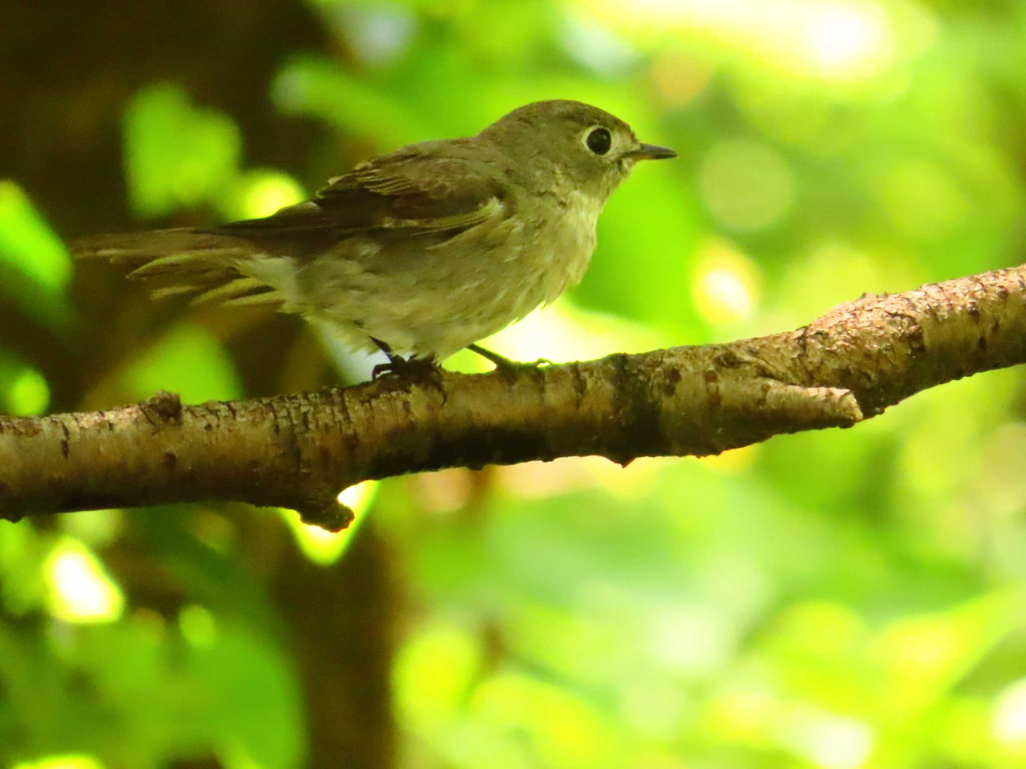 Asian Brown Flycatcher