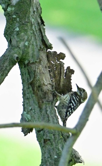 Japanese Pygmy Woodpecker 馬見丘陵公園 Fri, 5/3/2024