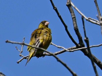 Grey-capped Greenfinch 大和民俗公園 Sat, 5/4/2024