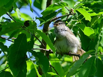 Japanese Bush Warbler 大和民俗公園 Sat, 5/4/2024