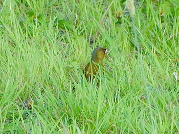 Grey-capped Greenfinch 道の駅あいづ湯川・会津坂下 Fri, 5/3/2024